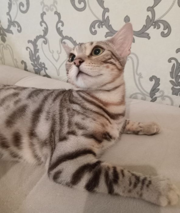 Бенгал на вязку!