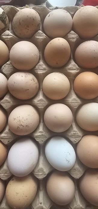 Яйца домашние полезные