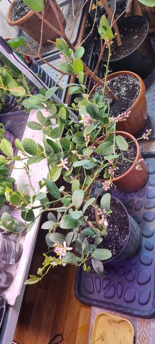 Гуава,лимоны,лимандарины,пепино