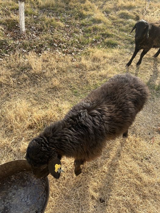 Қошқарлар сатылады