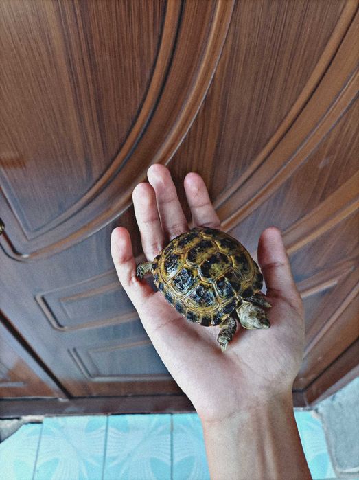 Toshbaqa bolasi sotiladi!