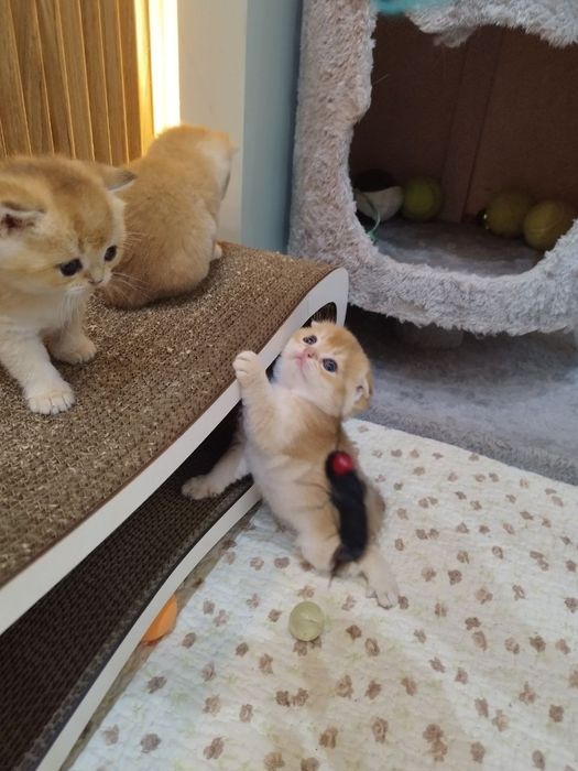 Чистокровные малыши готовы  переехать в новый дом