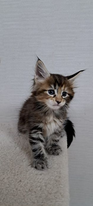 Котята Мейн куна мальчики и девочки