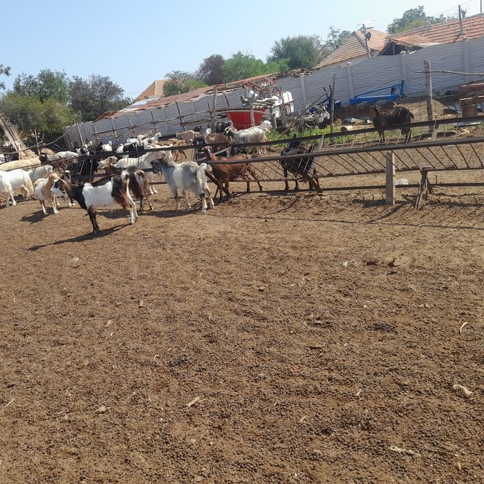 Vând capre  mai mult Detalii la telefon