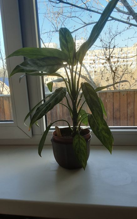 Комнатные растения