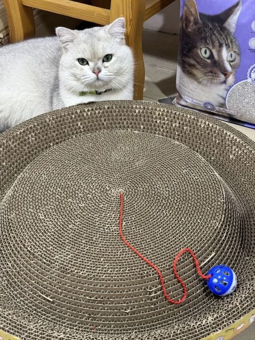 Вязка: кот, Британская шиншилла серебристый окрас