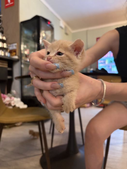 Котенца за осиновяване