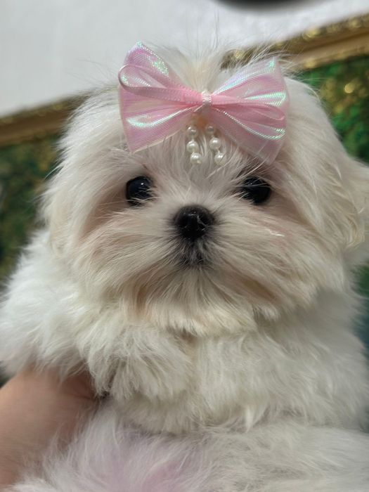 Девочки мальтезе