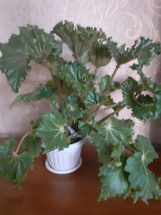 Продаю цветок Бегунья