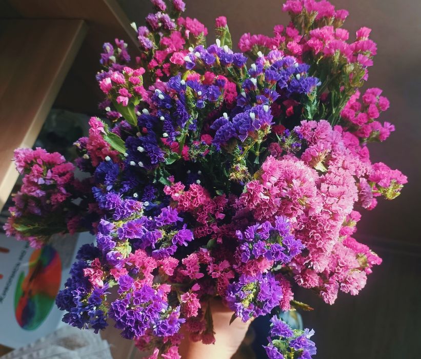 Саженцы статицы (сухоцвет)