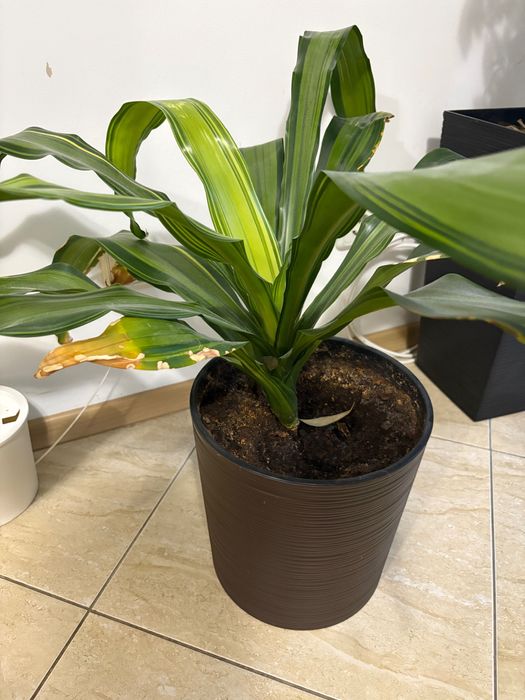 Стайно зелено растение