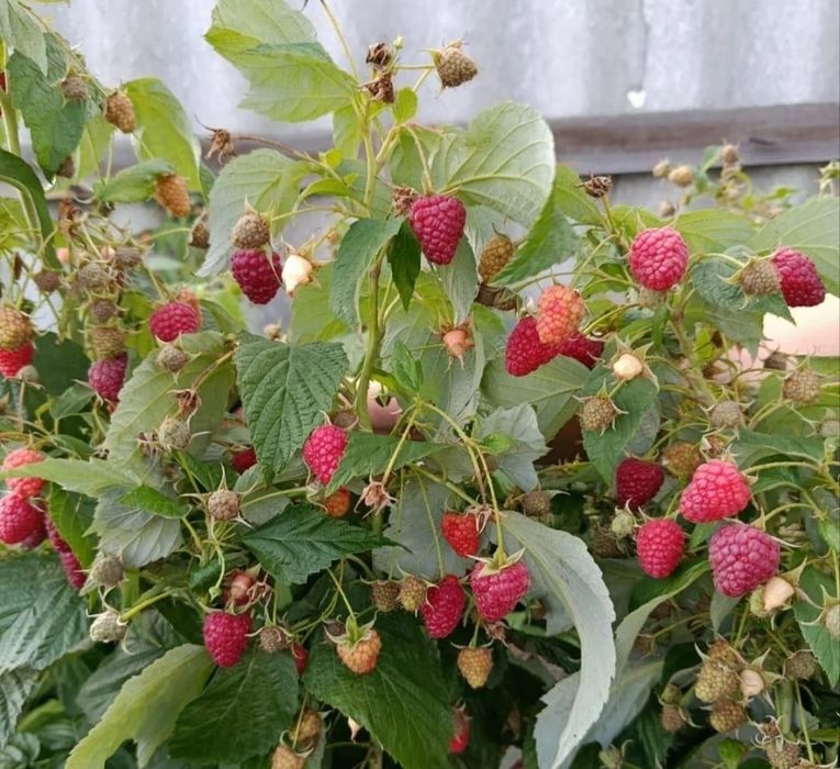 Продам саженцы ремонтантной малины