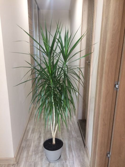 Красива палма Драцена, Хлорофитум