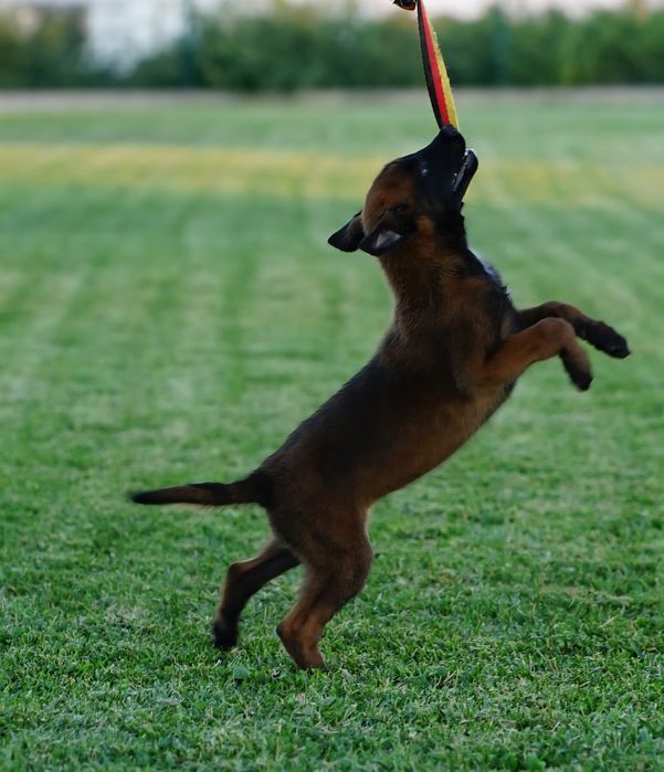 Кученца Белгийска Овчарка Малиноа