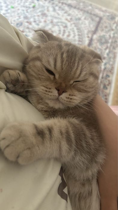 Шотландская кошка