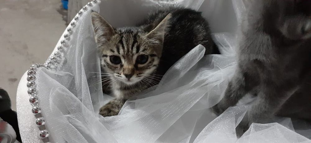 Отдаются милые котята в добрые руки!