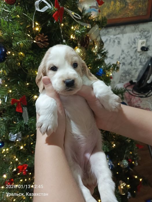 Щенки русско спаниель