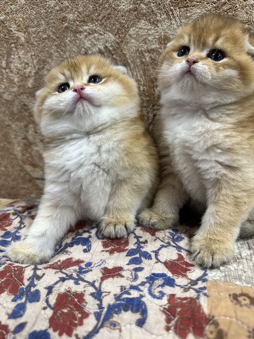 Продаются котята. Британские. Шотланские фолд