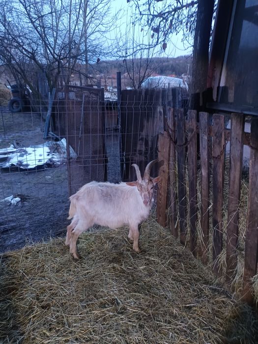 Tap zanen da vanzare