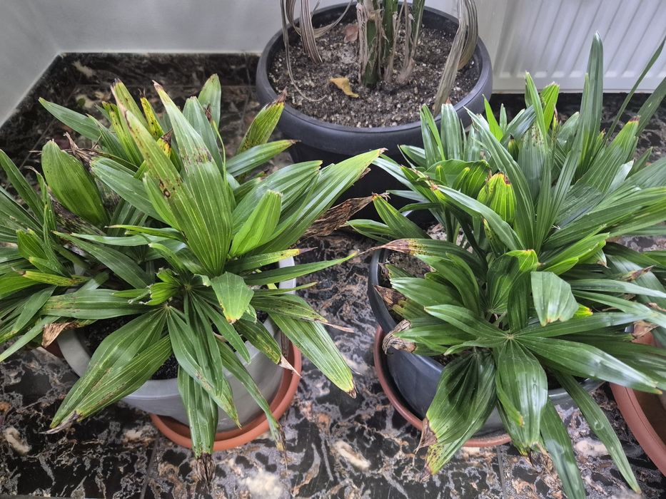 rasaduri / pui palmieri