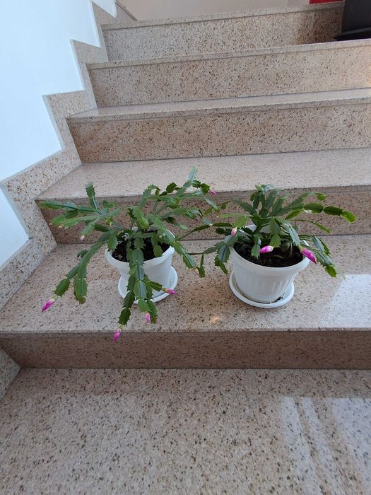 Стайни цветя - бегония, коледничета