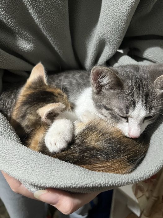 отдам котят в добрые руки
