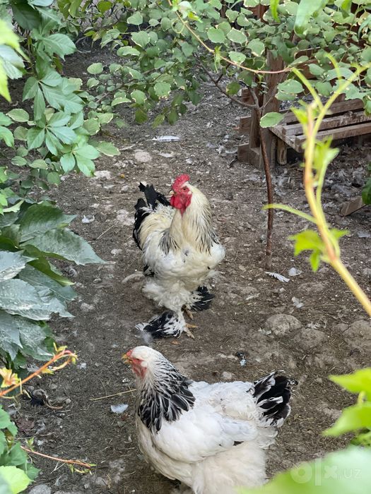 Brama tovuq horozlar sotiladi , Брама Товуқ , курица, петух