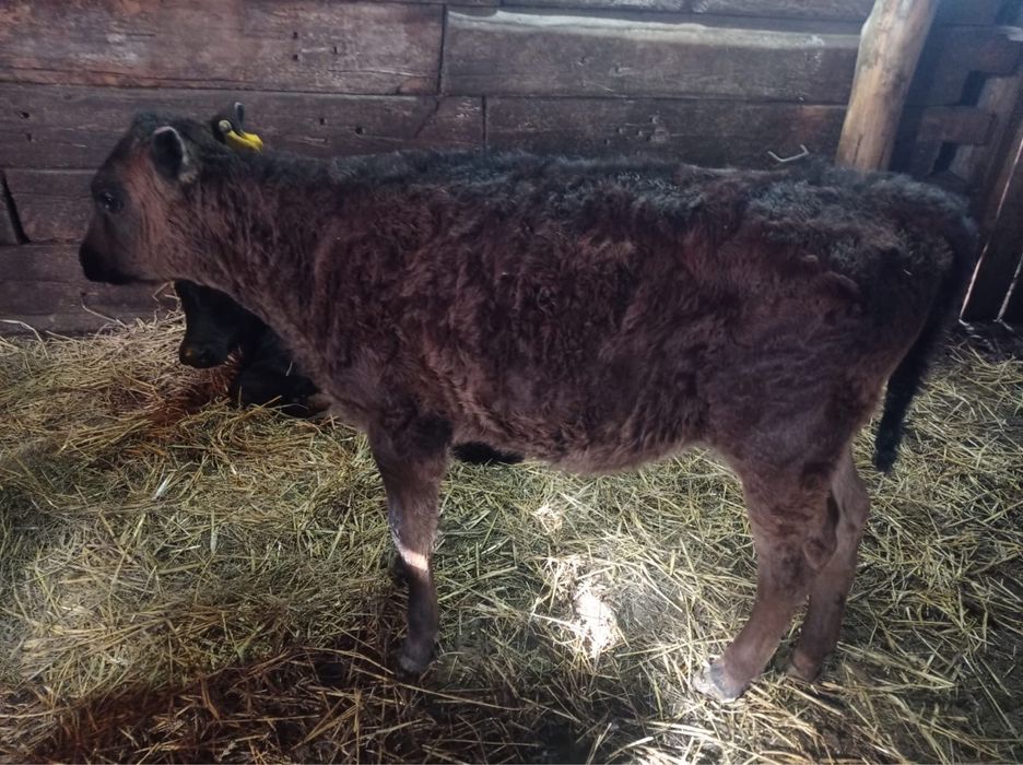 Продам телят, Ұрғашы бұзаулар сатылады