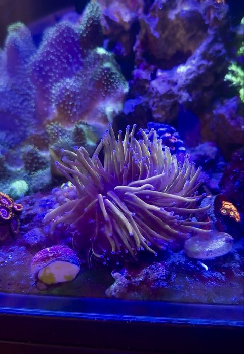 Морские рыбки и кораллы