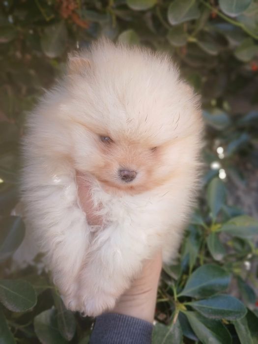 Продавам померанчета