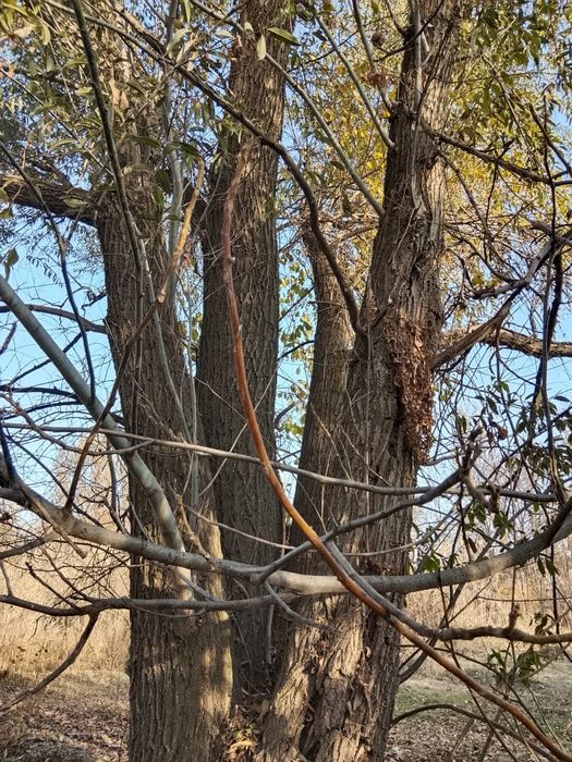 Талдар сатылады.