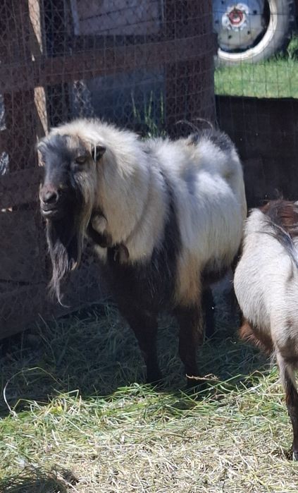 CAPRE , IEZI  și un ȚAP de vânzare URGENT !