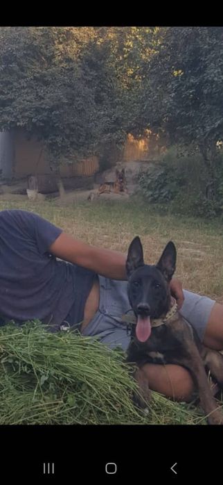 тозза конли малиня