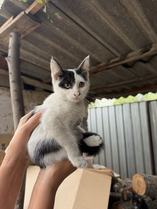 Котята в надежные руки