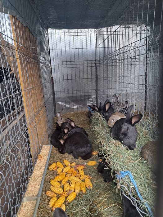 Vand iepuri hycole francez