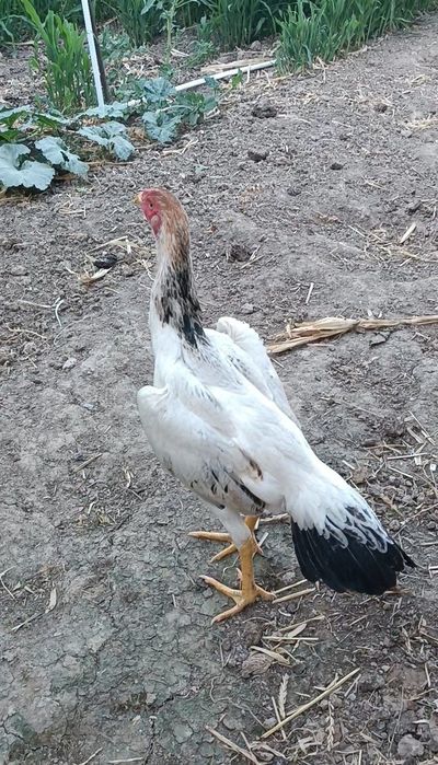 Dakan tovuq sotiladi