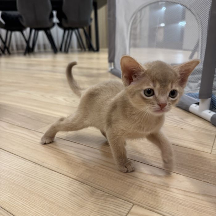 Абиссин, котенок