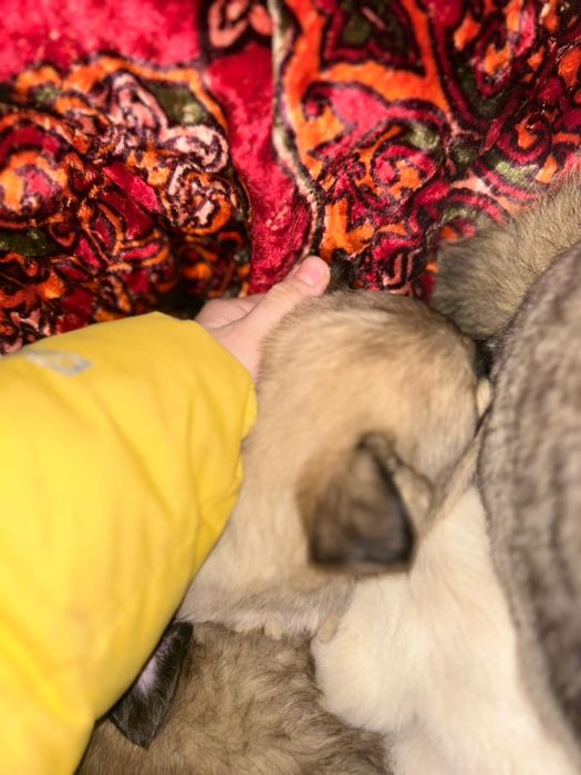 Щенат в добрые руки срочно