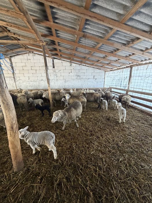 Oi cu miei si gestante