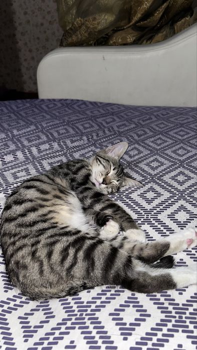 Котик в добрые руки