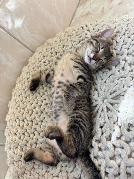 Pisica pentru adoptie