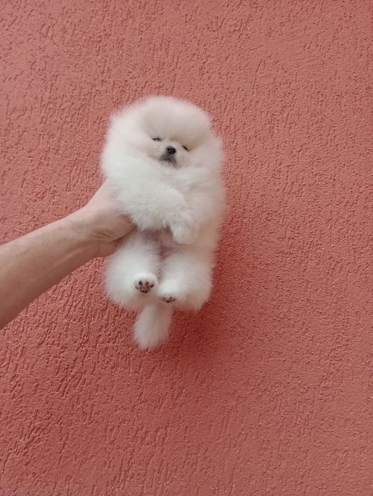 Миниатюрно момиче. Мини Померан. Реални снимки!!!
Померан. Реални