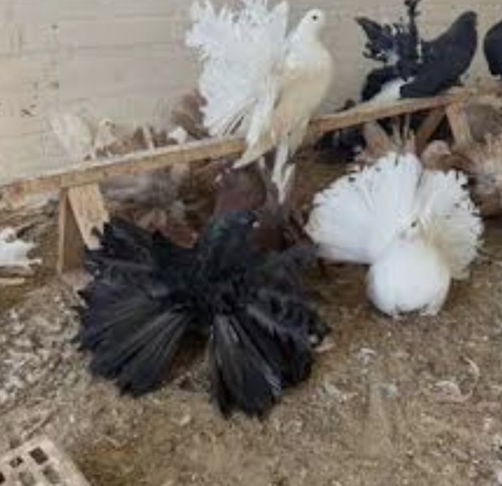 Голуби якобины и павлины