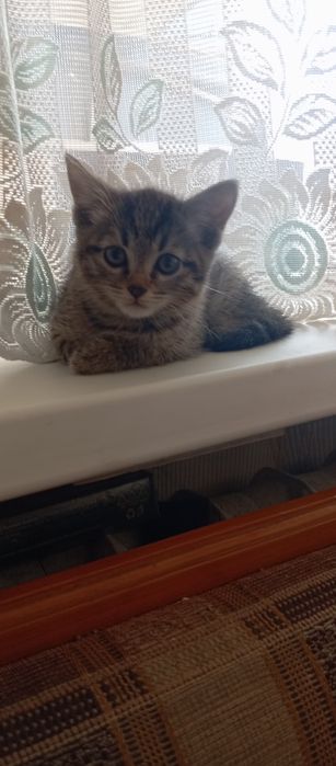 Котята . Бесплатно .