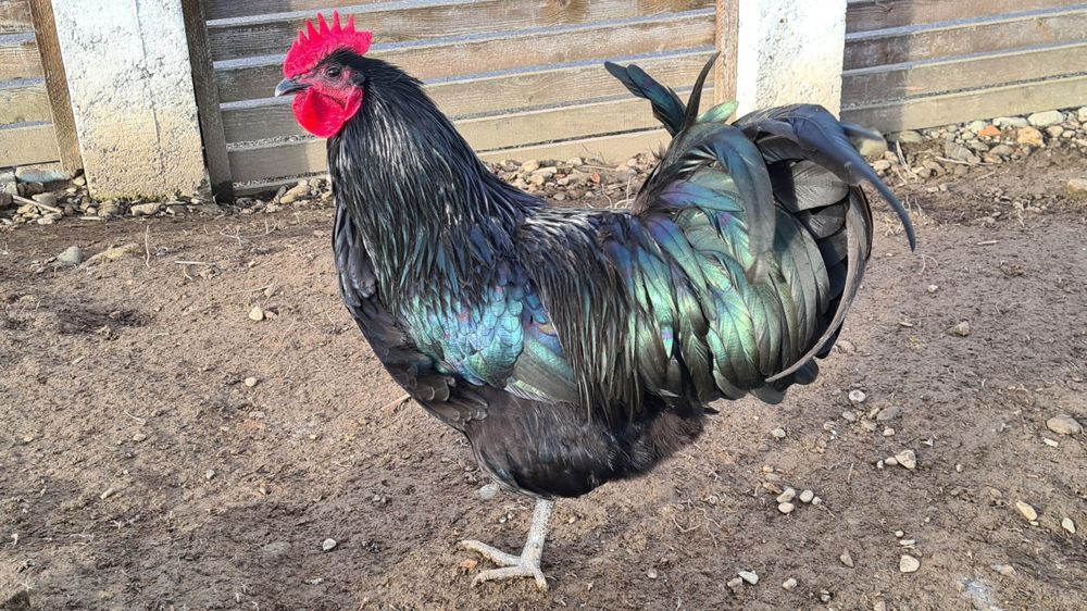 Cocoș Australorp