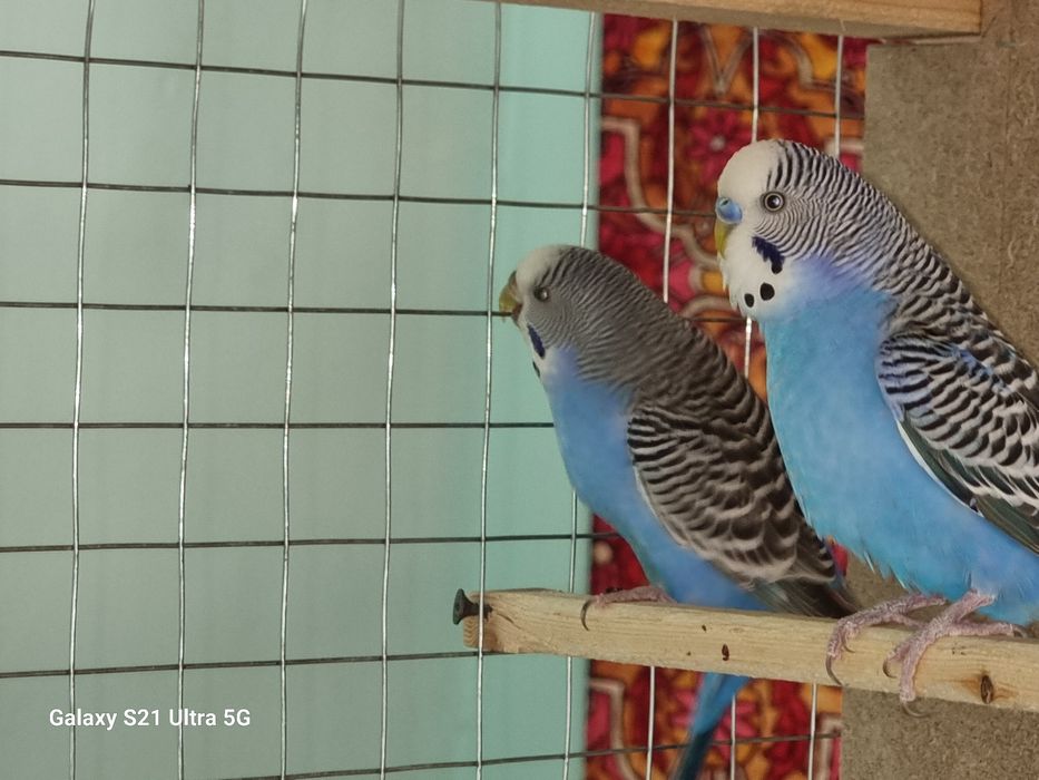 VALER QUSHLARI BLAN 
Qush:Valnisti yaxwi yiri qushla 
Soni:7ta 2