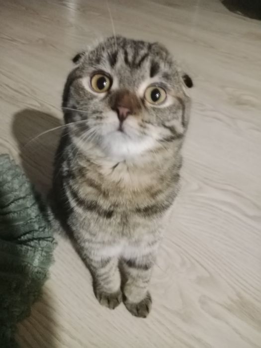 Скоттиш Фолд девочки