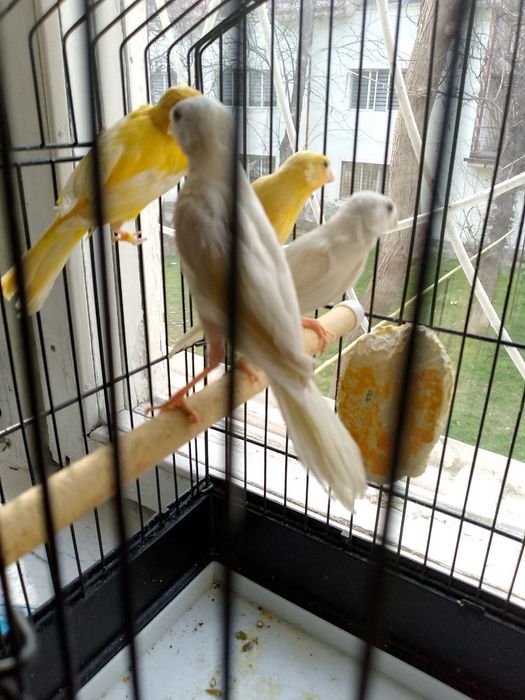 Канарекалар сотилади