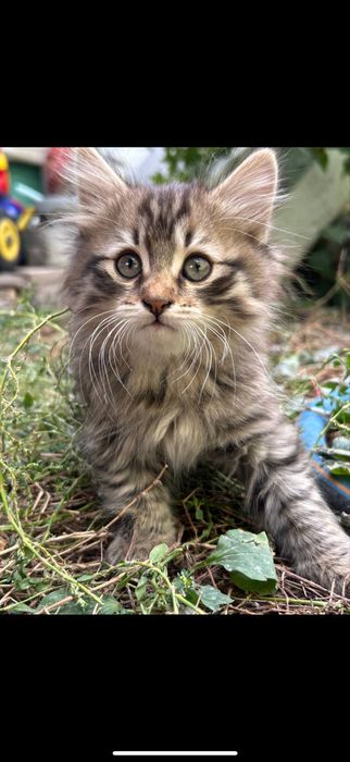 Отдам Котят в добрые руки