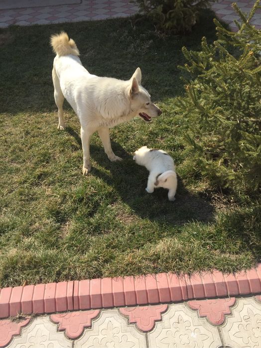 Щенки охотничьи 1 месяц